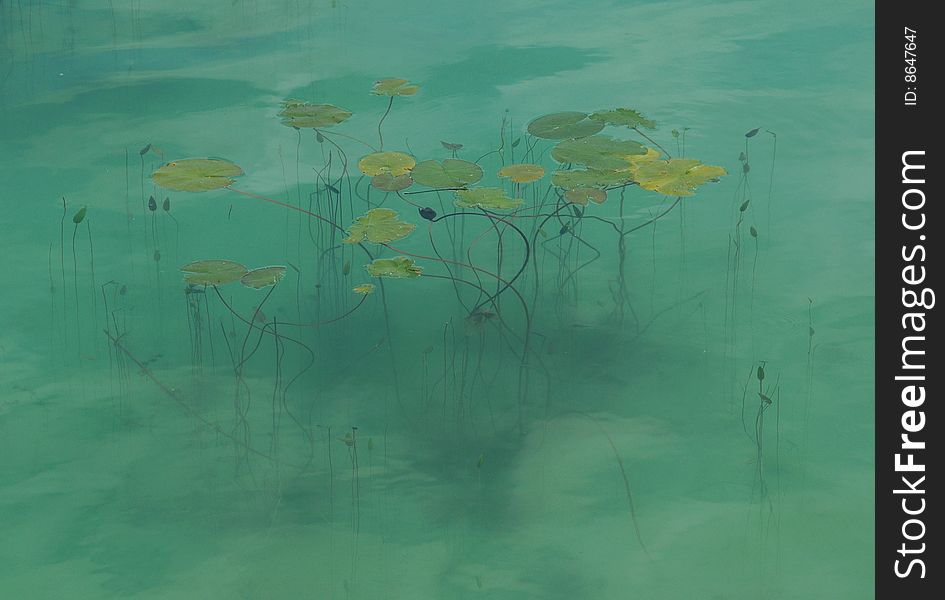 Water lily leaves in a shallow green pond. Water lily leaves in a shallow green pond