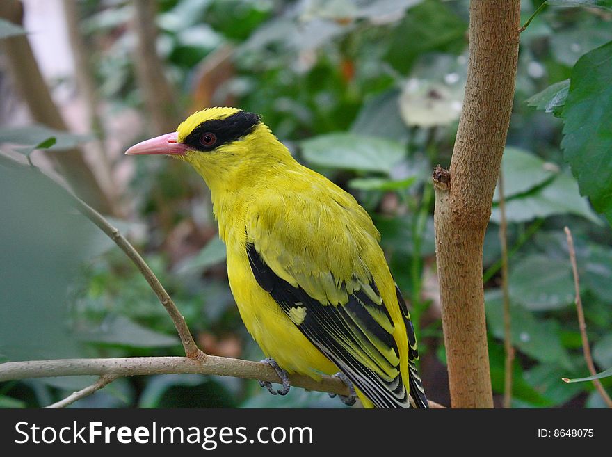 Close-up of a bright coloured tropical bird