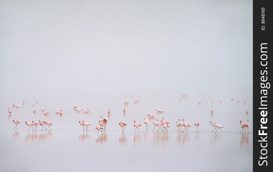 Flamingos In Fog At Laguna Colorada,Bolivia