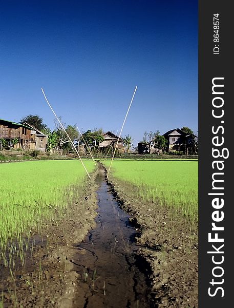 Rice Paddies Near Inle lake,Myanmar. Rice Paddies Near Inle lake,Myanmar