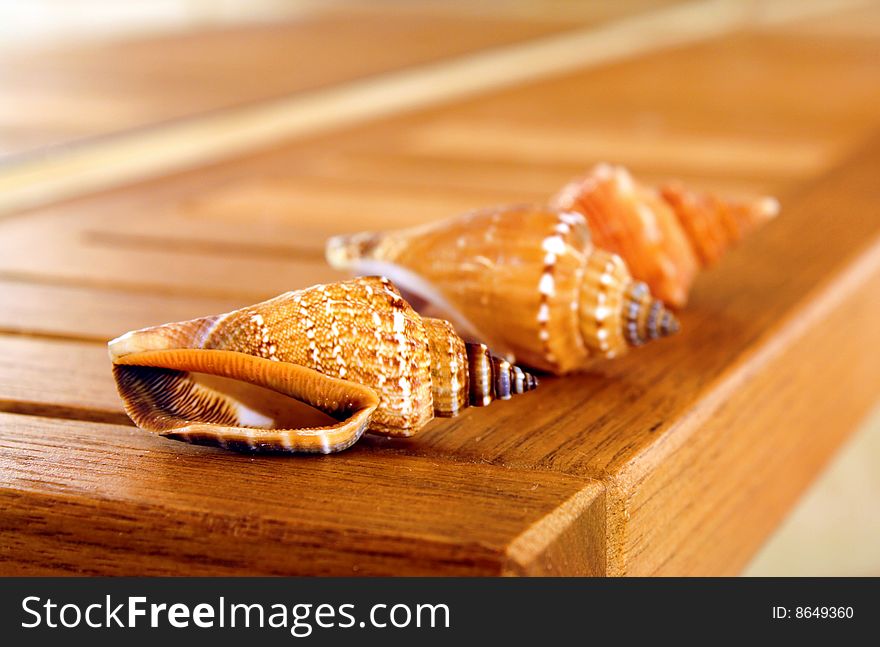 Sea shells put on a wooden shelf