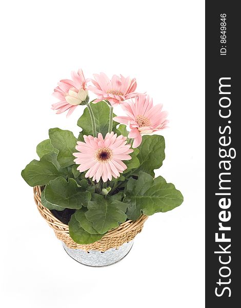 Beautiful pink gerbera in a pot on a white background