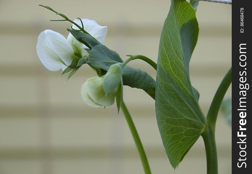 Flower, Plant, Petal, Terrestrial Plant