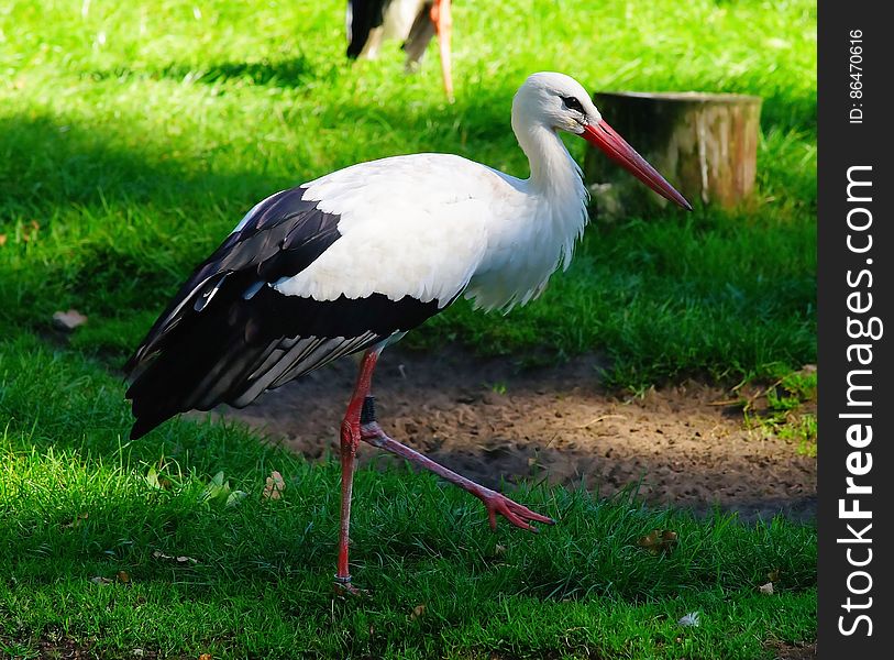 Stork On Grass