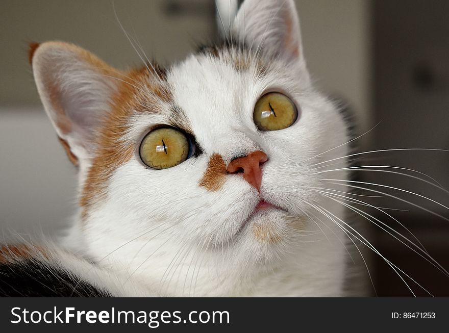 Close up portrait of calico short hair domestic cat indoors. Close up portrait of calico short hair domestic cat indoors.