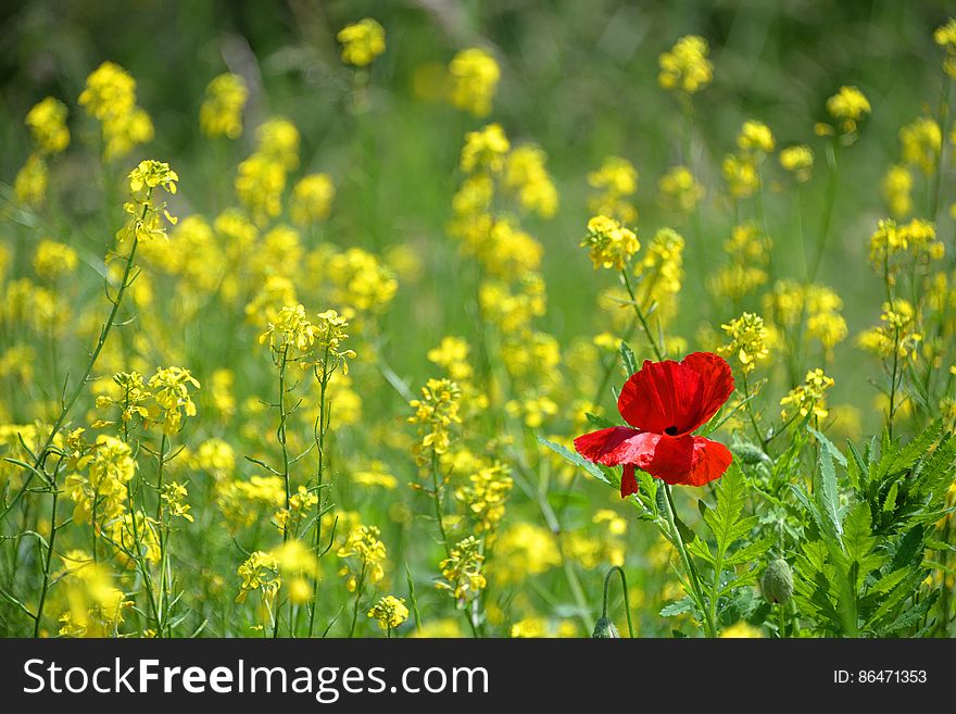 Red Poppy In Field Of Rapeseed