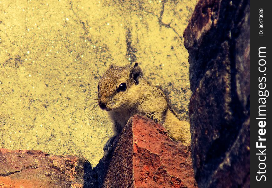 Close-up of Squirrel