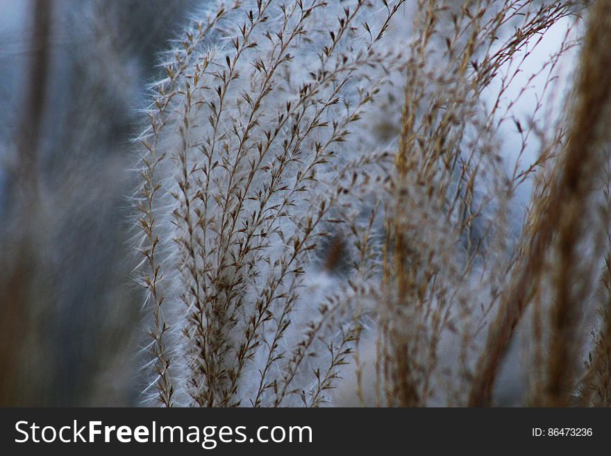 Close up of dry grass fronds outdoors.