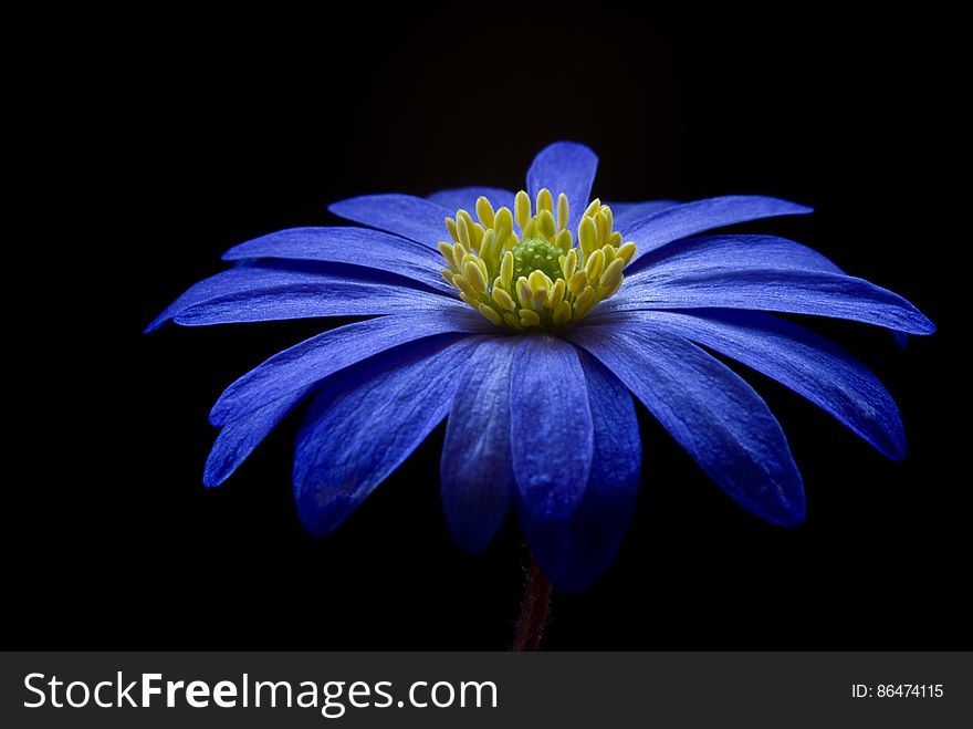 Blue Yellow Petaled Flower