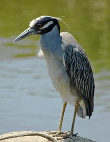 Yellow-crowned Night Heron Stock Images Yellow-crowned Night Heron Stock Images