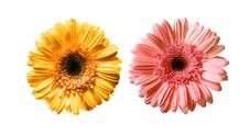 Daisies Set Royalty Free Stock Image Daisies Set Royalty Free Stock Image
