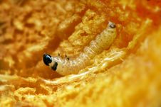 Fat Worm Stock Photos Fat Worm Stock Photos