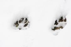 Footsteps In The Snow Royalty Free Stock Image