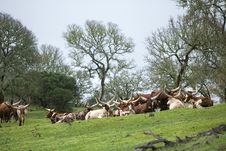 Ankole Cattle Royalty Free Stock Images