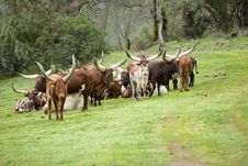 Ankole Cattle Royalty Free Stock Photos