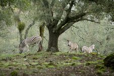 Zebra Royalty Free Stock Photos