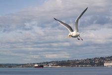 Seagull With Popcorn Stock Photography Seagull With Popcorn Stock Photography