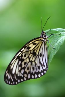 Butterfly Resting On A Leaf Stock Images Butterfly Resting On A Leaf Stock Images