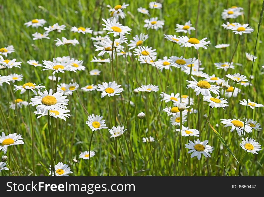 A meadow with green grass and white chamomiles. A meadow with green grass and white chamomiles