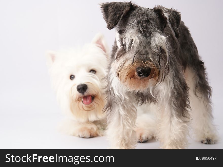 My westie and schnauzer is on white background