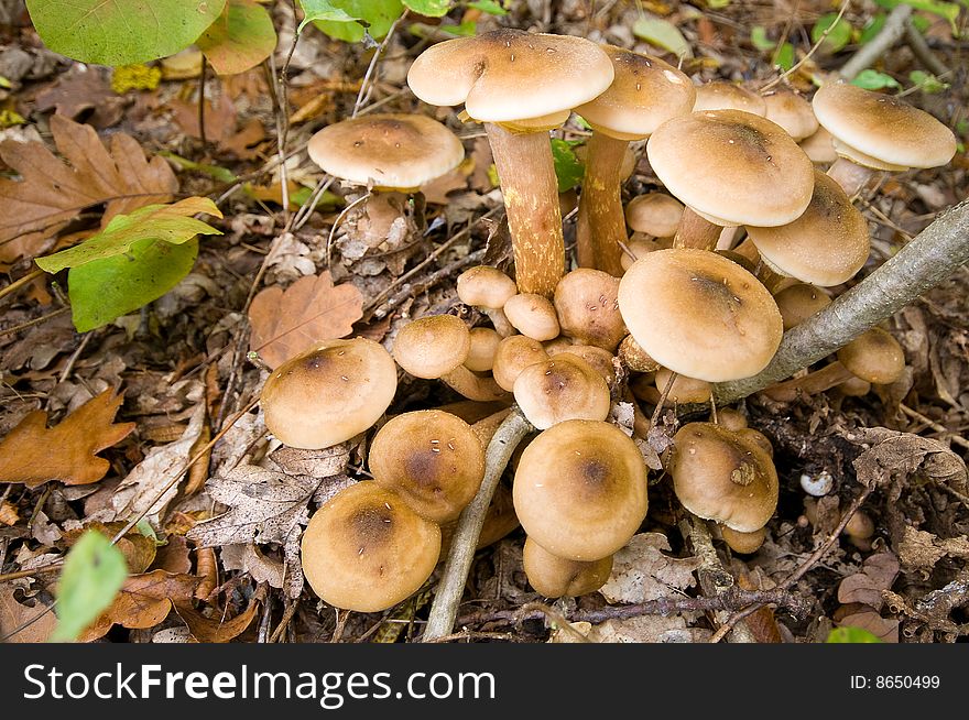 Armillaria mellea is a plant pathogen and a kind of Honey fungus. It causes Armillaria root rot many plant species. The mushrooms are edible but some people may be intolerant to them. The fungus produces mushrooms around the base of trees it has infected. As the fungus causes root rot, symptoms also appear in the crowns of infected trees as death and dieback of the branches. Armillaria mellea is a plant pathogen and a kind of Honey fungus. It causes Armillaria root rot many plant species. The mushrooms are edible but some people may be intolerant to them. The fungus produces mushrooms around the base of trees it has infected. As the fungus causes root rot, symptoms also appear in the crowns of infected trees as death and dieback of the branches.