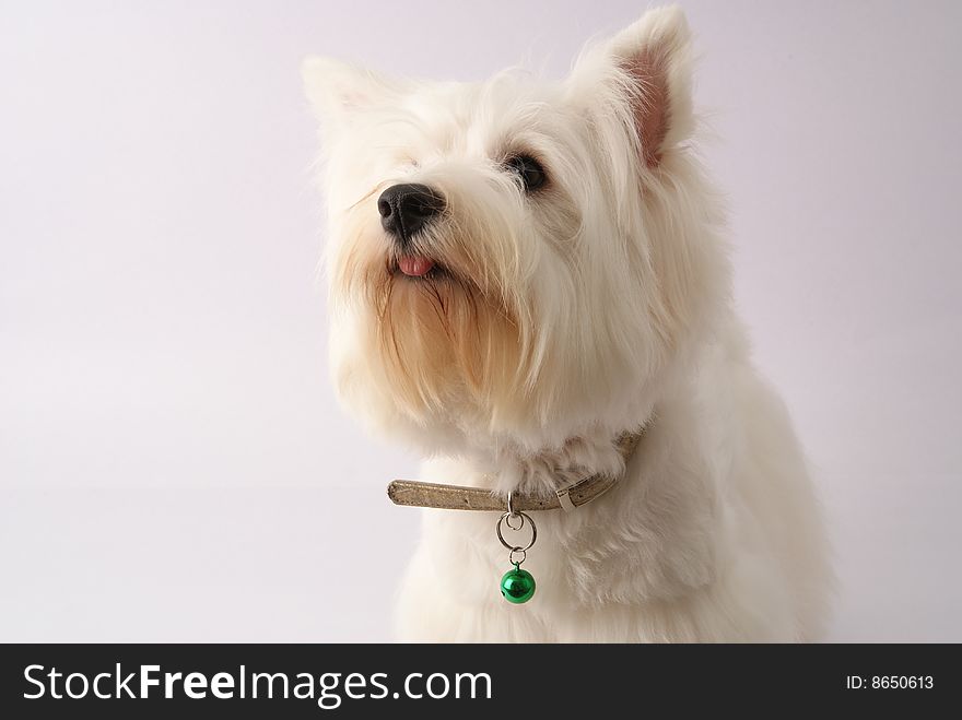 Westie (West highland White Terrier)