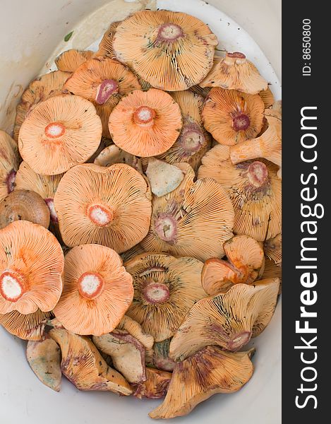 Lactarius deliciosus, known as the Saffron milk cap, Red pine mushroom is the one of the best known members of the large milk-cap genus Lactarius in the order Russulales. It is found in Europe and North America and has been accidentally introduced to other countries under conifers and can be found growing in pine plantations.

In the Girona area, this type of mushroom is called a pinatell because. Lactarius deliciosus, known as the Saffron milk cap, Red pine mushroom is the one of the best known members of the large milk-cap genus Lactarius in the order Russulales. It is found in Europe and North America and has been accidentally introduced to other countries under conifers and can be found growing in pine plantations.

In the Girona area, this type of mushroom is called a pinatell because