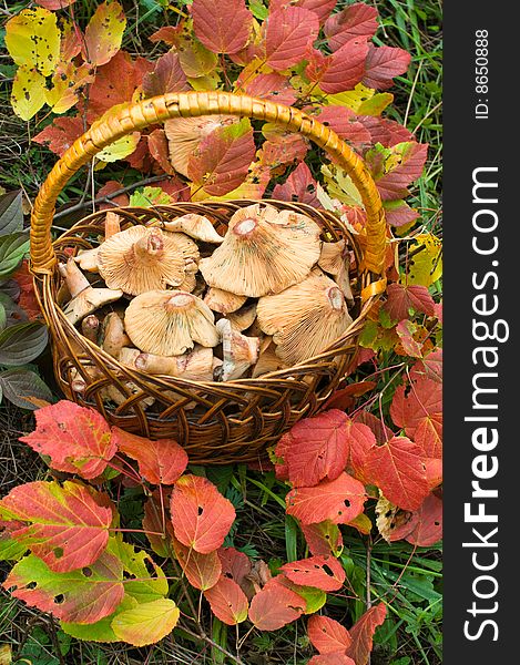Basket Of Edible Fungi.