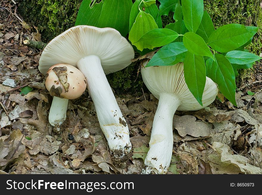 Russula.The young edible fungi, is found in beechen wood in the North Caucasus. Russia. Russula.The young edible fungi, is found in beechen wood in the North Caucasus. Russia.