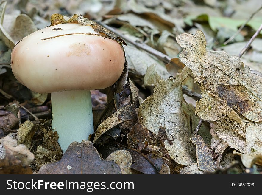 Russula Mushroom.