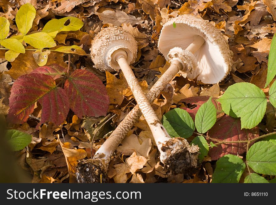 Two Mushrooms In Wood.