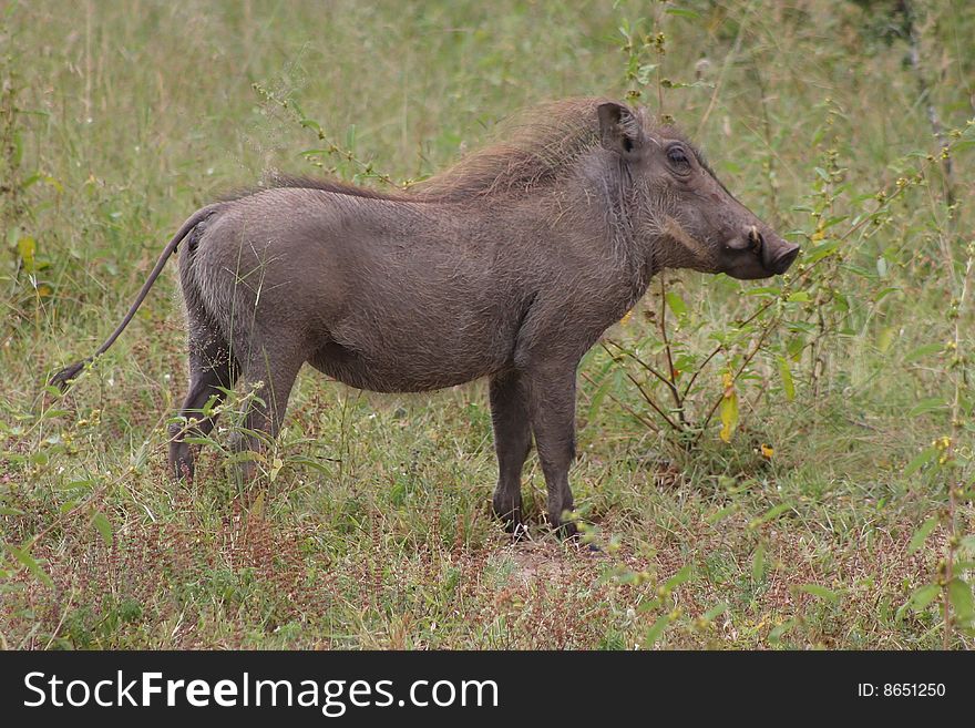 Warthog in wilderness in Africa.