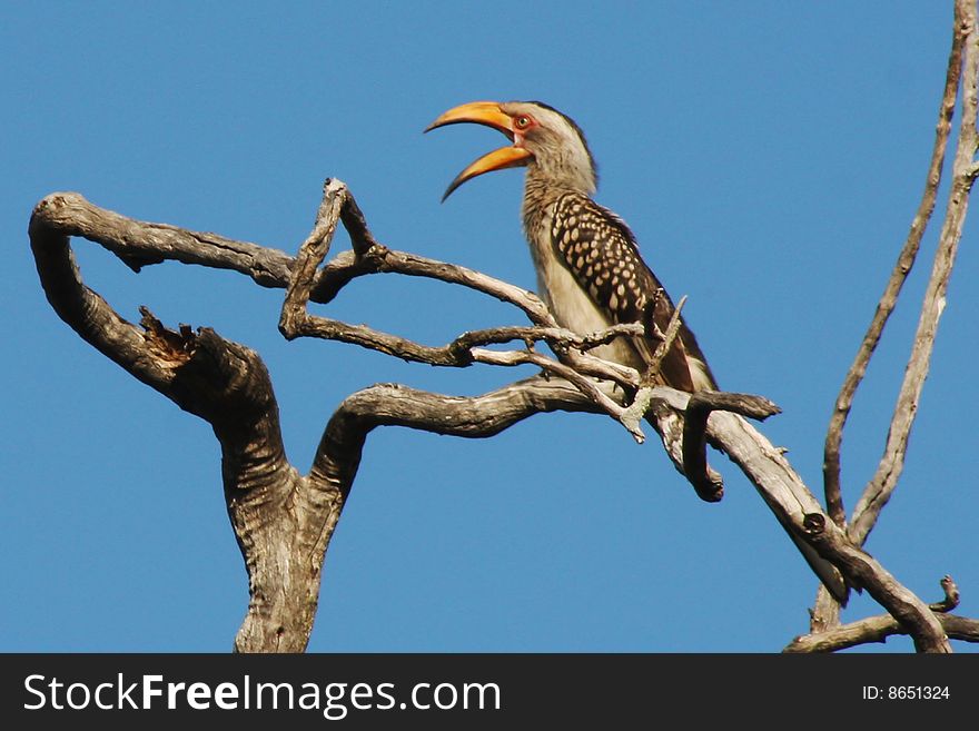 Yellowbill on branch with blue sky in background. Yellowbill on branch with blue sky in background.