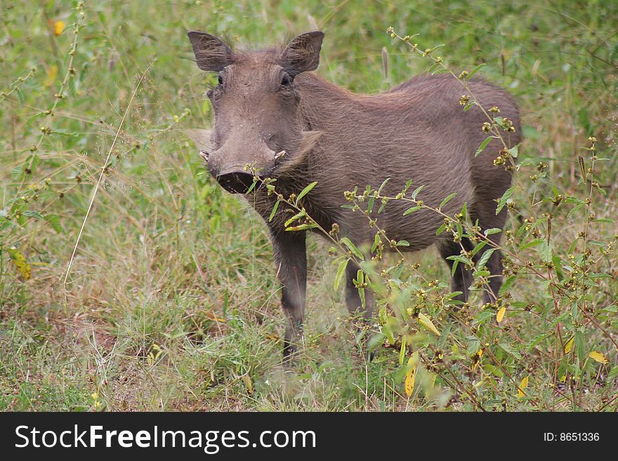 Warthog in wilderness in Africa.