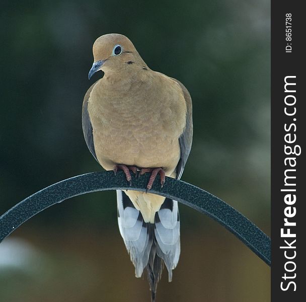 Perched Mourning dove with green and brown background