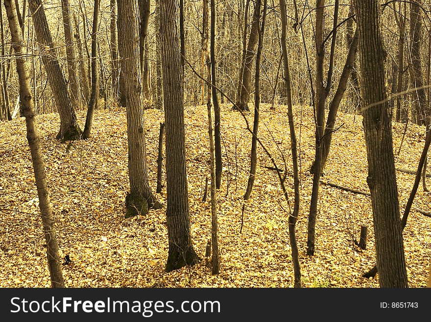 Autumn scene In the forest