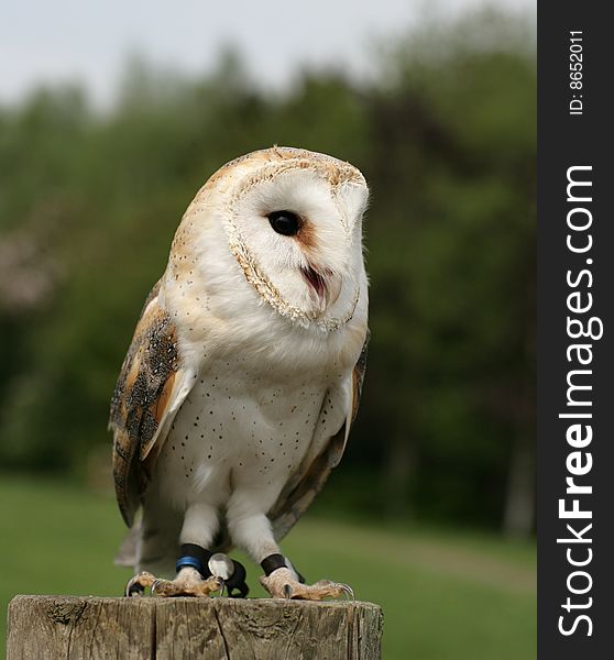 Portrait of a British male Barn Owl