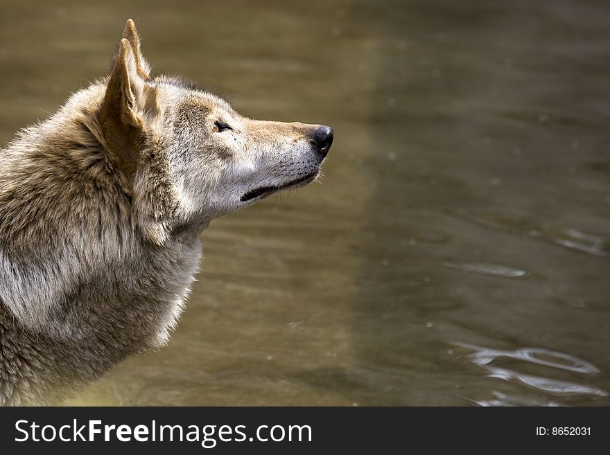 Grey wolf in the wate looking to the right