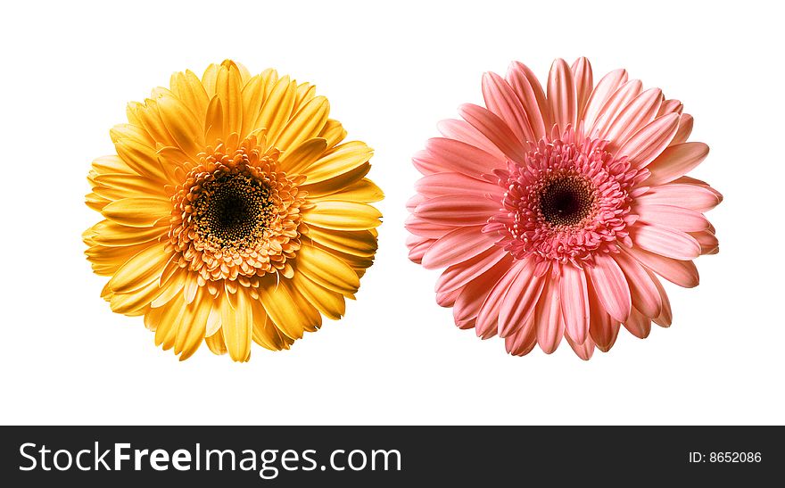 Daisies isolated on white background. Daisies isolated on white background.