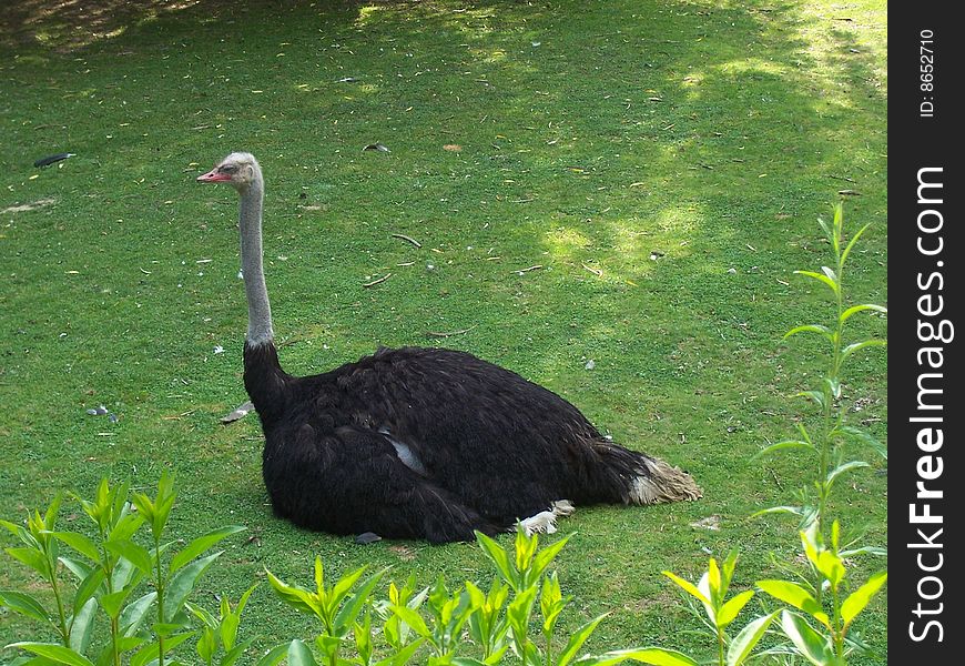 Sitting Ostrich On Graminoids In Zoo