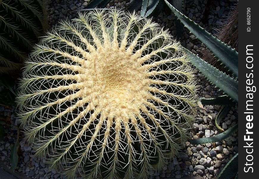 Cactus with browse flower from tubercule