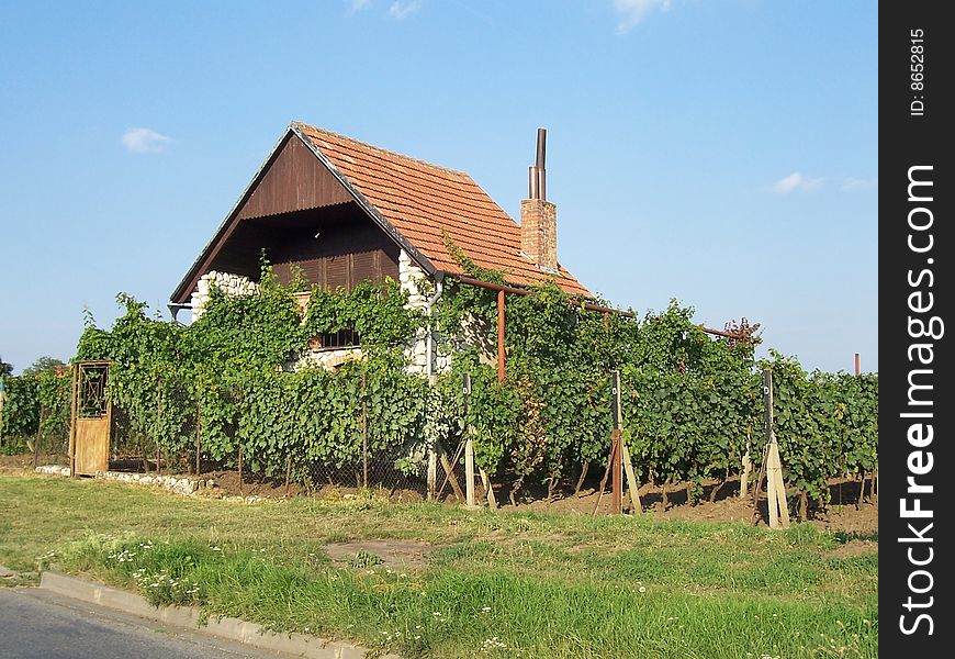 house near vineyard