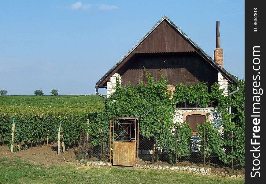 House near vineyard