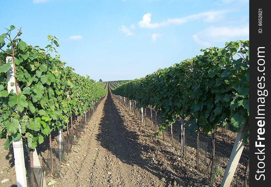 Vineyard to the distance from Mikulova