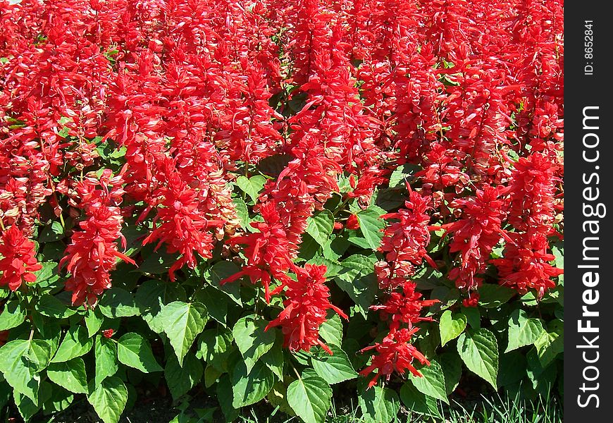 Field with red plant in garden