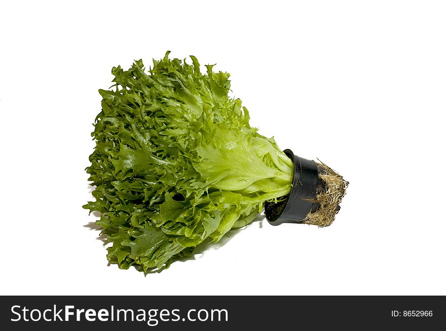 Fresh lettuce in a pot isolated on white