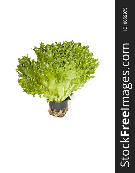 Lettuce plant in a pot isolated on white