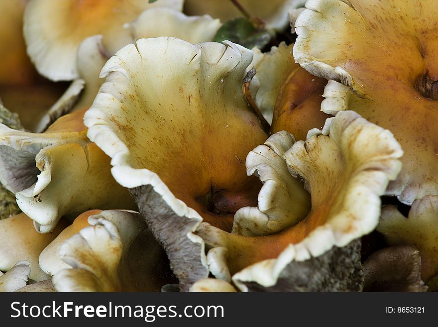 Detail of wild mushrooms in autumn