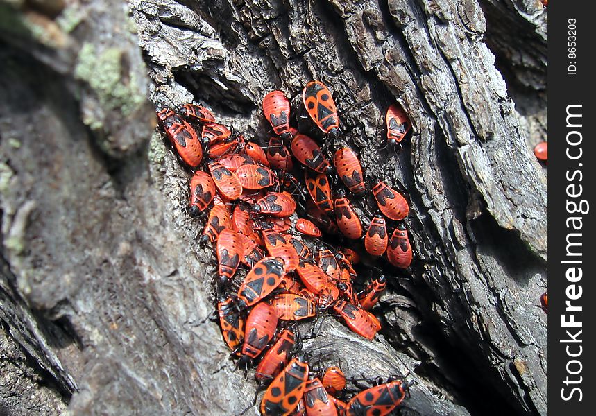 Red bugs on wooden background