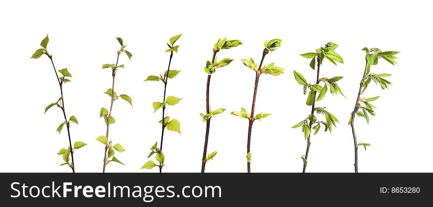 Spring plant isolated on white.